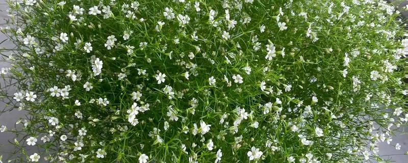 幸运花有哪些花，常见的有满天星、小雏菊等