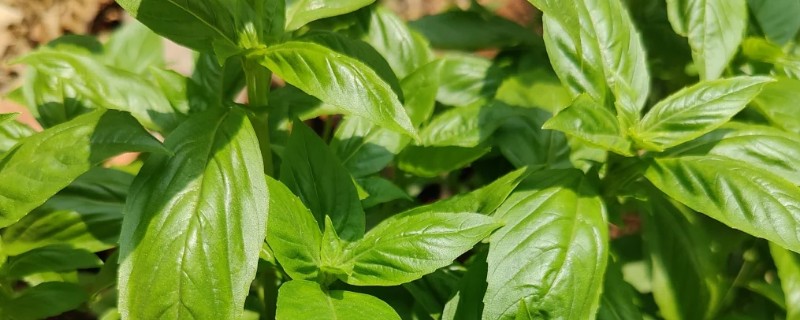罗勒叶是不是薄荷,罗勒叶并不是薄荷