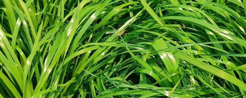 牛有哪些爱吃的草，常见的有黑麦草、巨菌草等