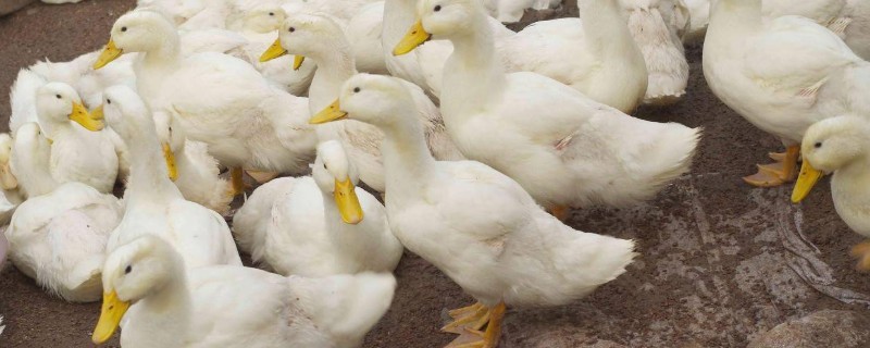 鸭子晚上需要喂食吗，生长比较小的鸭子要晚上喂食