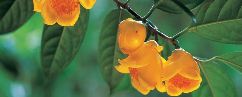 金花茶种多久才能开花,种植3-5年以后才会开花