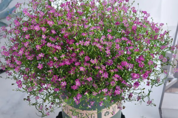 幸运花有哪些花，常见的有满天星、小雏菊等