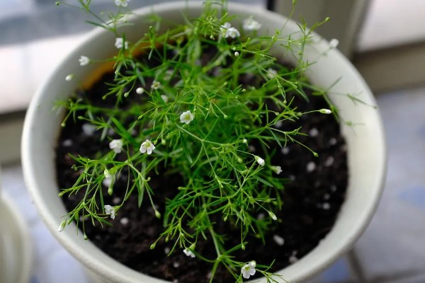 幸运花有哪些花，常见的有满天星、小雏菊等