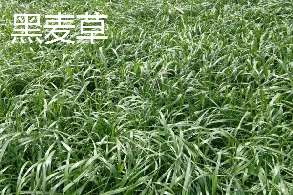 牛有哪些爱吃的草,常见的有黑麦草、巨菌草等