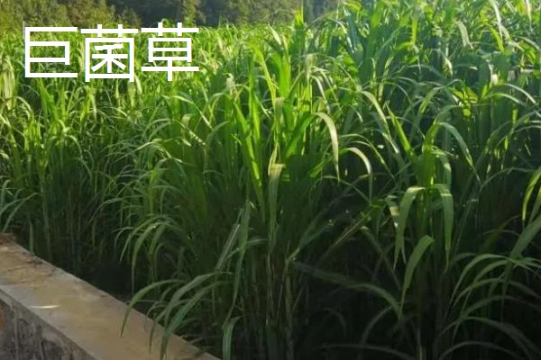 牛有哪些爱吃的草,常见的有黑麦草、巨菌草等