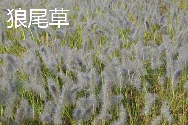 牛有哪些爱吃的草,常见的有黑麦草、巨菌草等