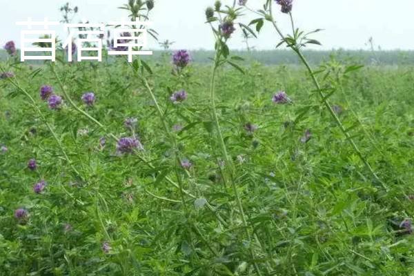 牛有哪些爱吃的草,常见的有黑麦草、巨菌草等