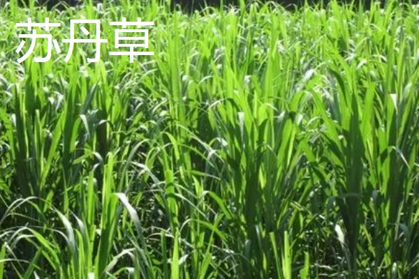 牛有哪些爱吃的草,常见的有黑麦草、巨菌草等