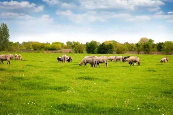 牛有哪些爱吃的草,常见的有黑麦草、巨菌草等