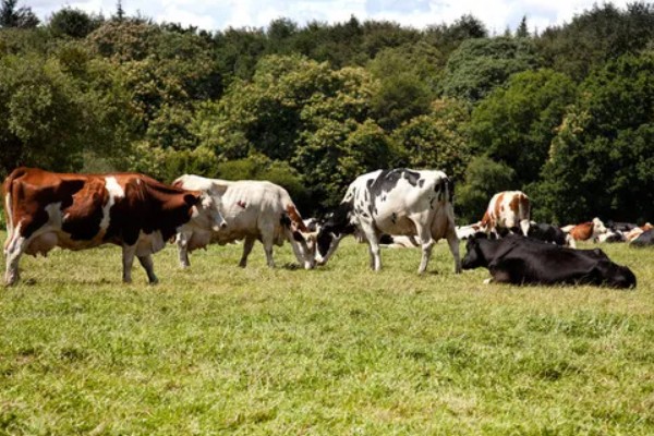 牛有哪些爱吃的草,常见的有黑麦草、巨菌草等
