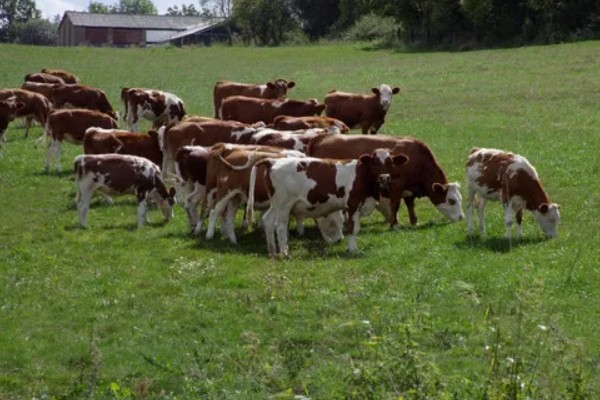 牛有哪些爱吃的草,常见的有黑麦草、巨菌草等