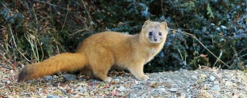 黄鼠狼会不会吃鸡，黄鼠狼会吃鸡