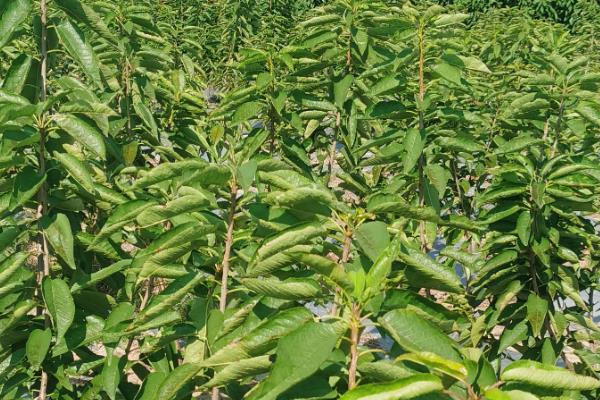 樱桃苗几年才可以结果，需要3到4年就可以挂果