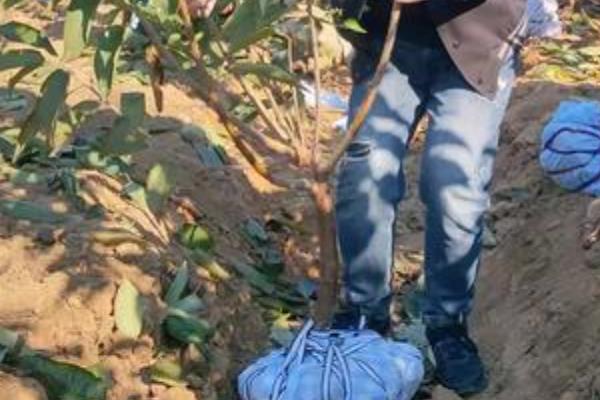 樱桃苗几年才可以结果，需要3到4年就可以挂果