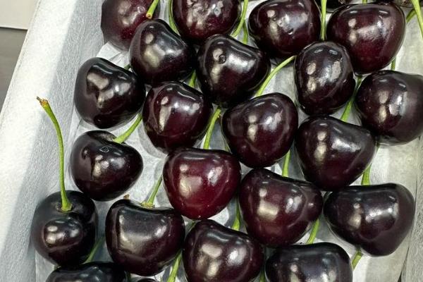 樱桃苗几年才可以结果，需要3到4年就可以挂果