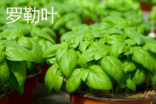 罗勒叶是不是薄荷，罗勒叶并不是薄荷