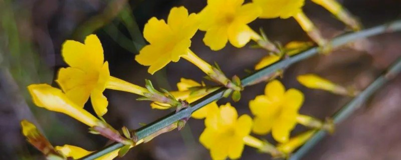 怎么扦插迎春花，剪除枝叶对枝干消毒后再插入土壤中