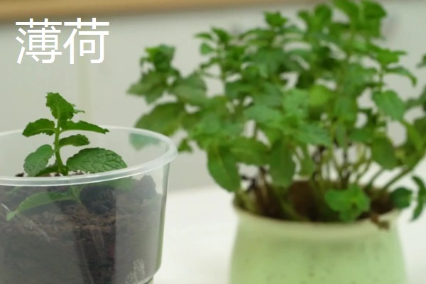 罗勒叶是不是薄荷，罗勒叶并不是薄荷