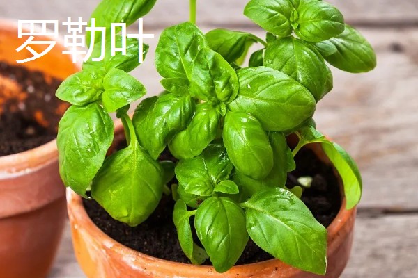 罗勒叶是不是薄荷，罗勒叶并不是薄荷