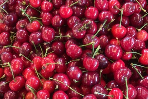 樱桃苗几年才可以结果，需要3到4年就可以挂果