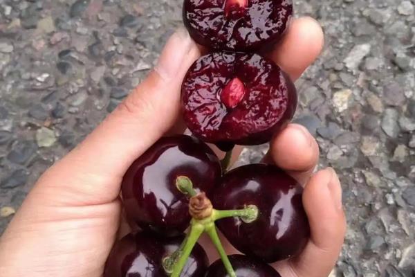 樱桃苗几年才可以结果，需要3到4年就可以挂果