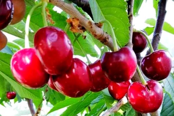 樱桃苗几年才可以结果，需要3到4年就可以挂果