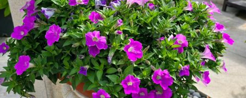 报春花适合种几年，养殖2年后观赏价值会下降