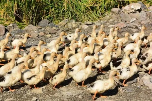 鸭子晚上需要喂食吗，生长比较小的鸭子要晚上喂食