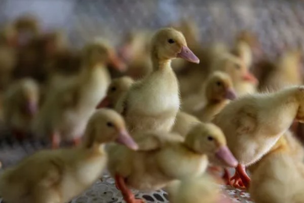 鸭子晚上需要喂食吗，生长比较小的鸭子要晚上喂食