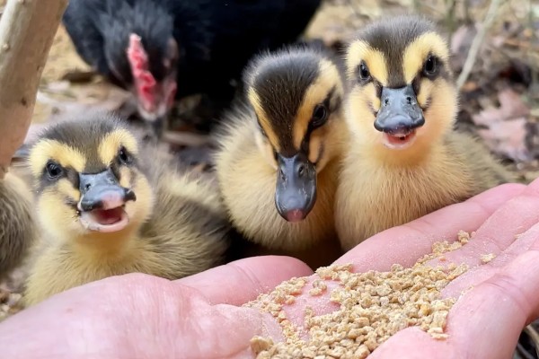 鸭子晚上需要喂食吗，生长比较小的鸭子要晚上喂食