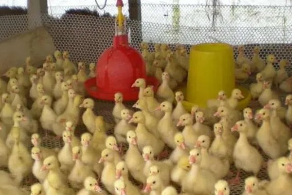 鸭子晚上需要喂食吗，生长比较小的鸭子要晚上喂食