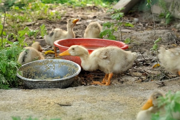 鸭子晚上需要喂食吗，生长比较小的鸭子要晚上喂食