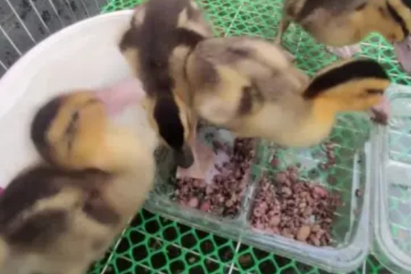 鸭子晚上需要喂食吗，生长比较小的鸭子要晚上喂食