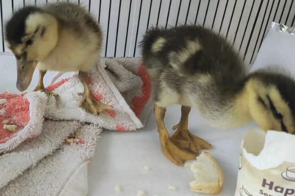 鸭子晚上需要喂食吗，生长比较小的鸭子要晚上喂食