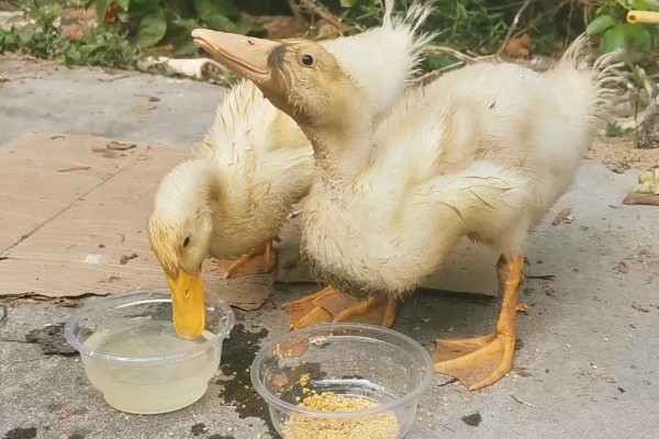 鸭子晚上需要喂食吗，生长比较小的鸭子要晚上喂食