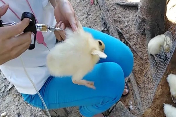 鸭子晚上需要喂食吗，生长比较小的鸭子要晚上喂食