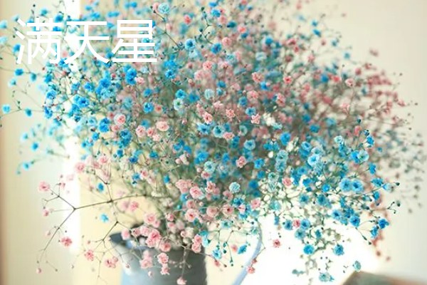 幸运花有哪些花，常见的有满天星、小雏菊等