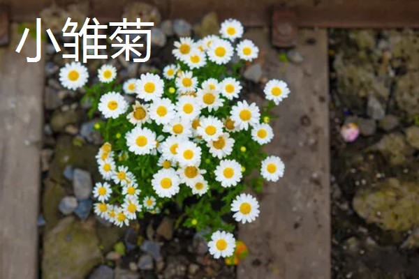 幸运花有哪些花，常见的有满天星、小雏菊等