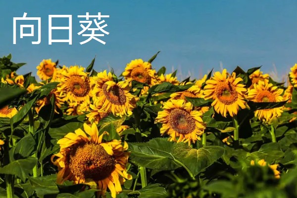 幸运花有哪些花，常见的有满天星、小雏菊等