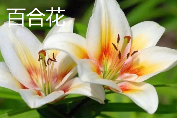 幸运花有哪些花，常见的有满天星、小雏菊等