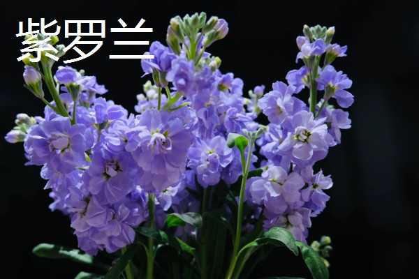 幸运花有哪些花，常见的有满天星、小雏菊等