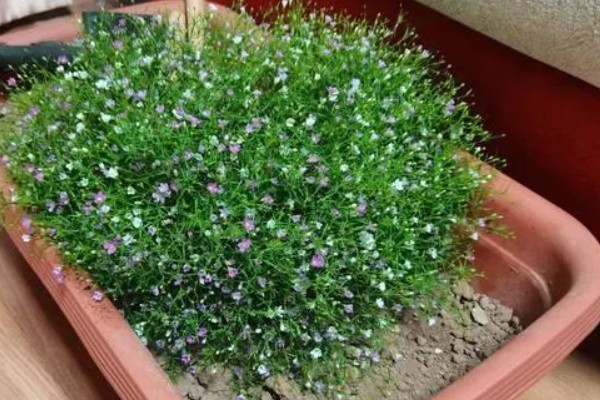 幸运花有哪些花，常见的有满天星、小雏菊等
