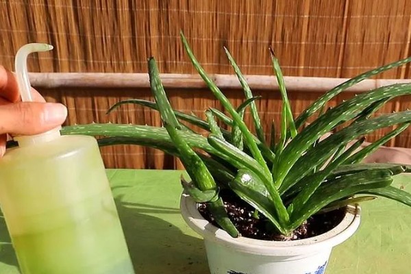 芦荟怕不怕冻，低于0℃便无法存活
