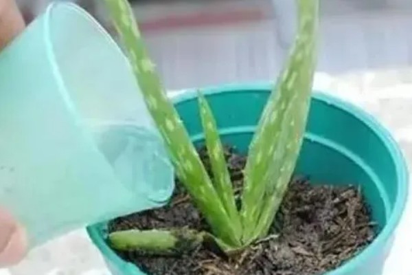 芦荟怕不怕冻，低于0℃便无法存活