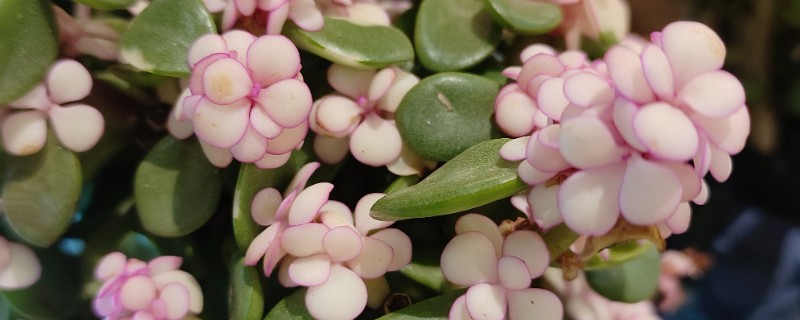 金枝玉叶叶片发皱的原因，可能是光照不足所致