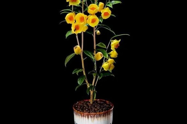 金花茶种多久才能开花,种植3-5年以后才会开花