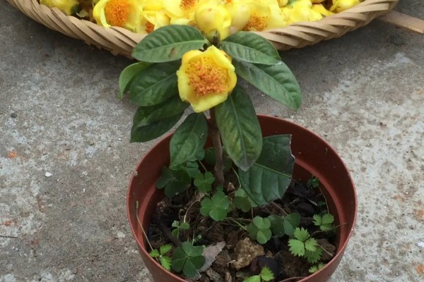 金花茶种多久才能开花,种植3-5年以后才会开花