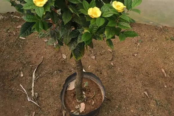 金花茶种多久才能开花,种植3-5年以后才会开花