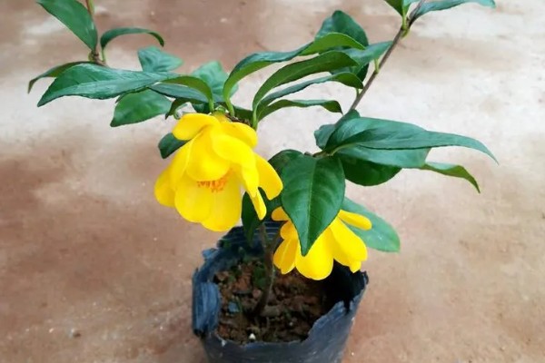 金花茶种多久才能开花,种植3-5年以后才会开花