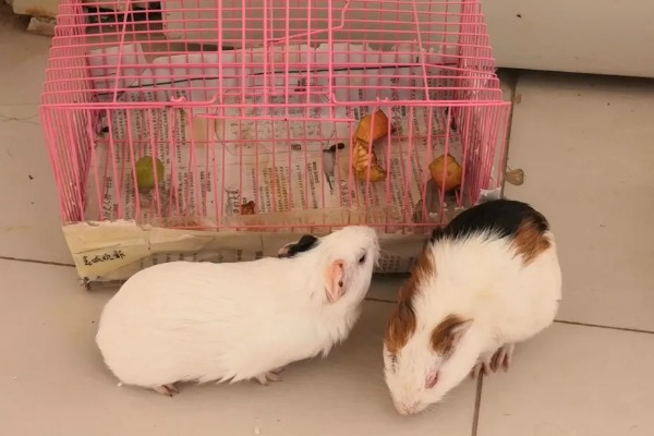 荷兰猪的臭味大吗，味道还是很大的